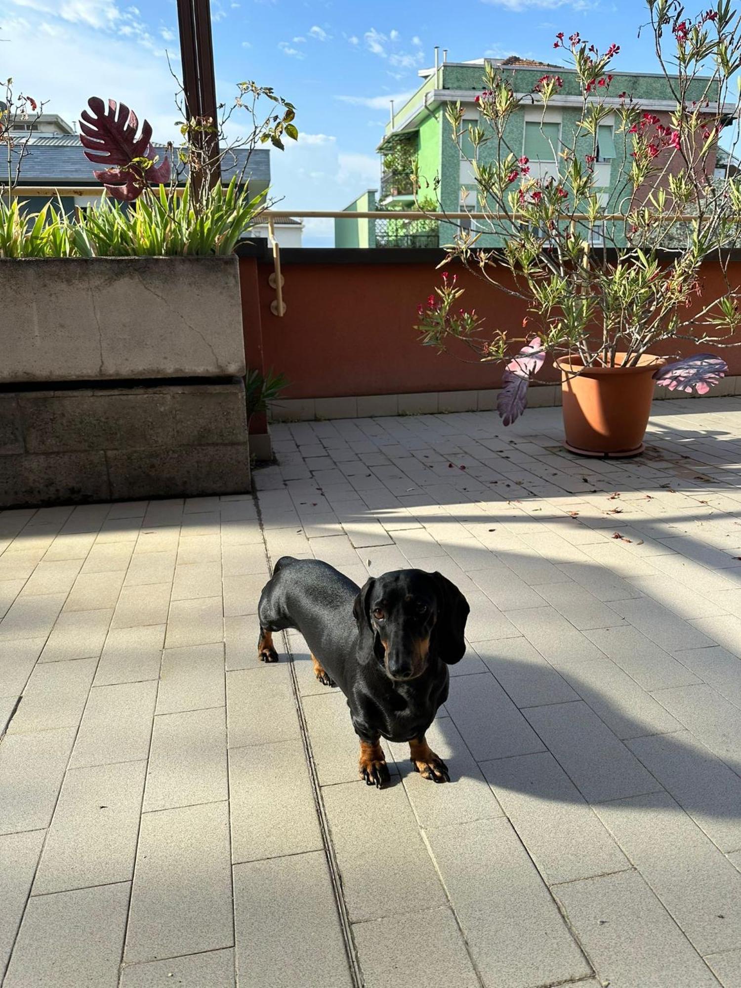 Meraviglioso Super Attico Con Terrazza Milan Exterior photo